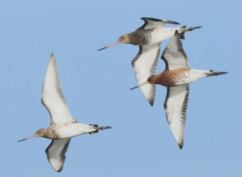 Black tailed godwits flying over the Brownsea Lagoon by Nicki Tutton 