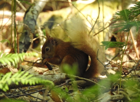 Red squirrel by Luke Johns 