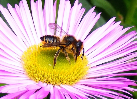 Female Leaf cutter bee