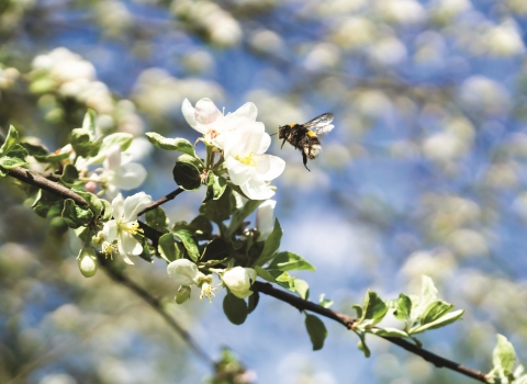 White tailed bumblebee (Shutterstock) 