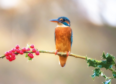 Kingfisher by Paul Williams