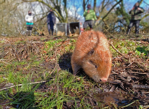 Photo - Beaver close up © Dorset Wildlife Trust/James Burland