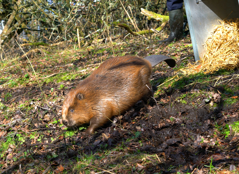 Photo - Beaver being released © Dorset Wildlife Trust/James Burland