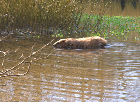 Photo - Beaver in the water © Dorset Wildlife Trust/James Burland