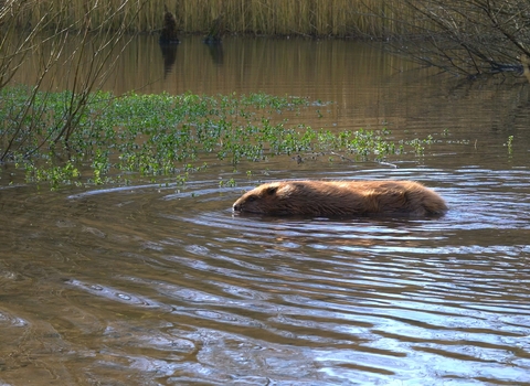 Beaver in the water by Dorset Wildilfe Trust/James Burland 