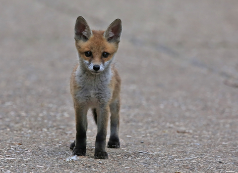 Photo of a fox cub standing on pavement