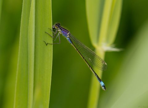 Photo - blue tailed damselfly perched vertically on a leaf