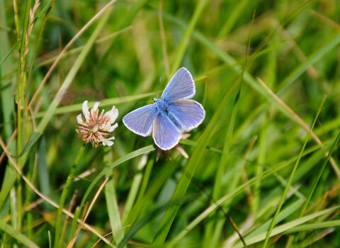 Common Blue butterfly male