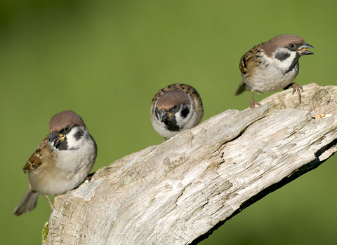 Photo showing three sparrows on a branch