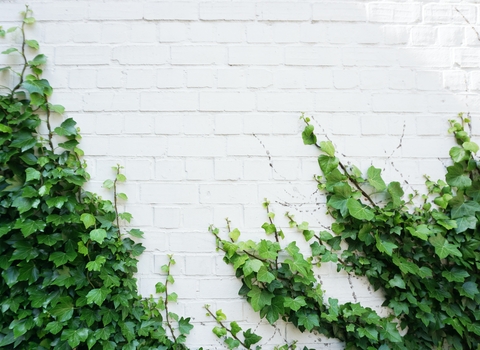 ivy on wall