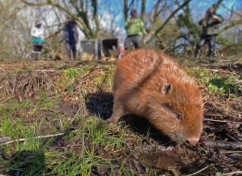 Photo showing female beaver being released