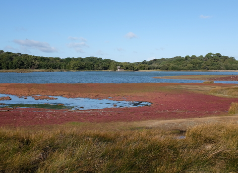 Photo showing view of Brownsea Island