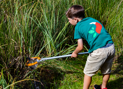 Pond dipping on Brownsea