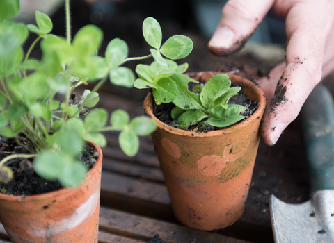 Photo showing seedlings in pots