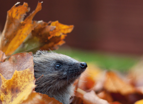 Photo of hedgehog peeking out of leaves Wildlife friendly gardening in small spaces