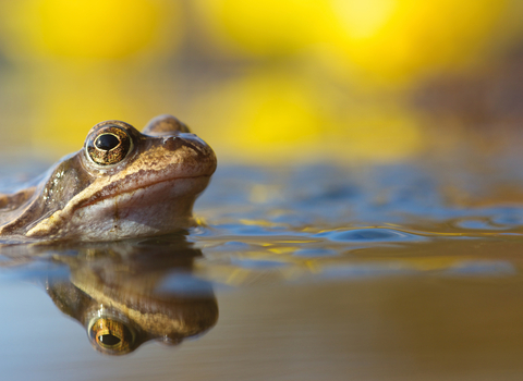 Frog peaking out of water