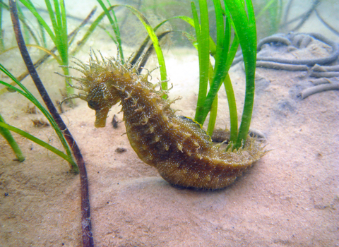 Spiny seahorse