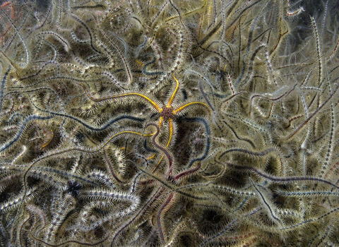 Common brittlestars