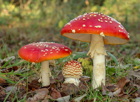 Fly agaric fungi 
