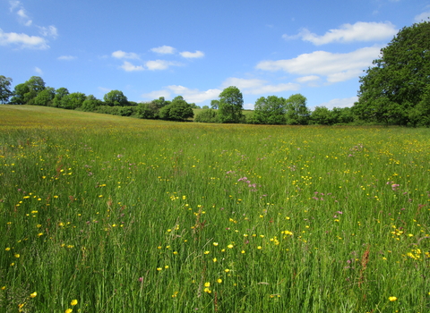Kingcombe National Nature Reserve