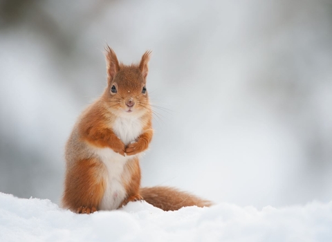 Red squirrel in the snow 