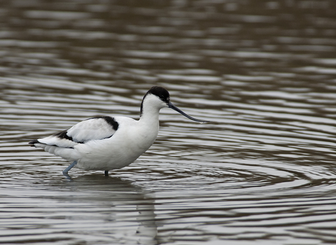 Avocet on Brownsea lagoon