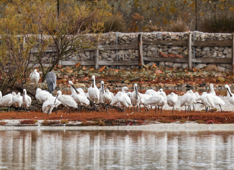 Spoonbills on Brownsea lagoon