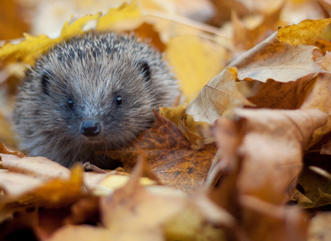 Hedgehog
