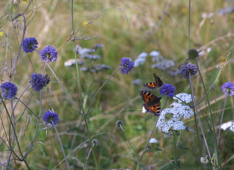 Butterflies at Kingcombe Meadows 