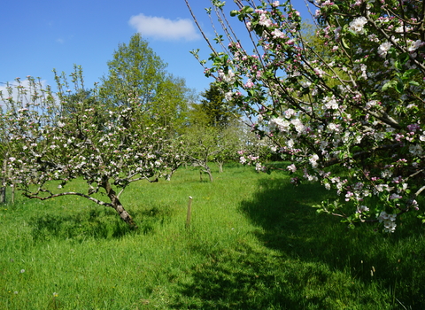 Broadoak apple blossom 