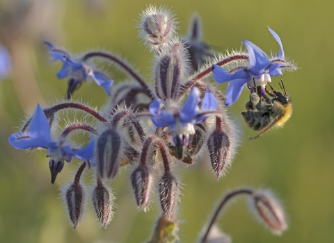 Borage with bee on it