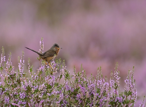 Dartford warbler 