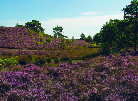 Sopley Common covered in pink heather