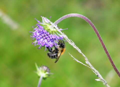 Common carder bumblebee on devils bit scabious