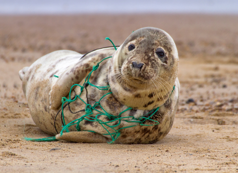 A seal laying on a beach with plastic netting around its neck