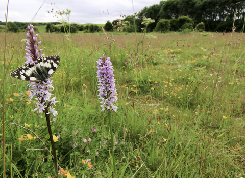 A wildflower meadow beneath a cloudy sky, with a row of trees in the distance. The meadow is filled with colourful flowers and green grasses. In the foreground are two tall, pink towers of common spotted orchid flowers. A black and white marbled white butterfly rests on one