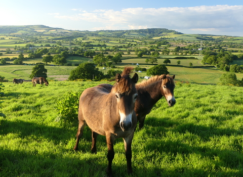 Horses grazing at Coppet Hill