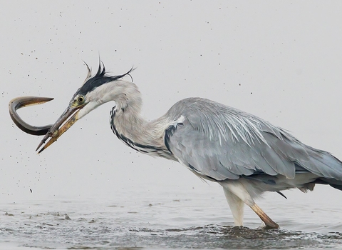 Grey heron with eel at Lodmoor 