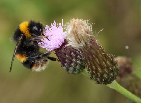 Buff-tailed bumblebee