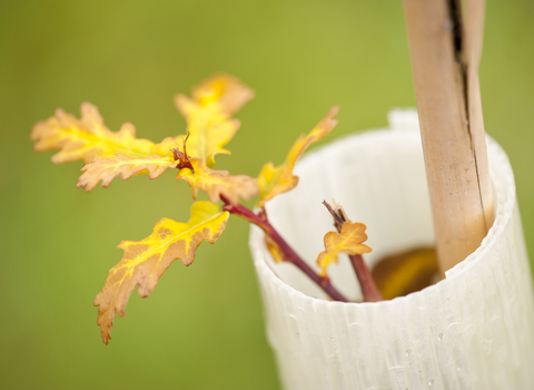 Leaves on an oak sapling, protected with a plastic collar and staked to help it grow