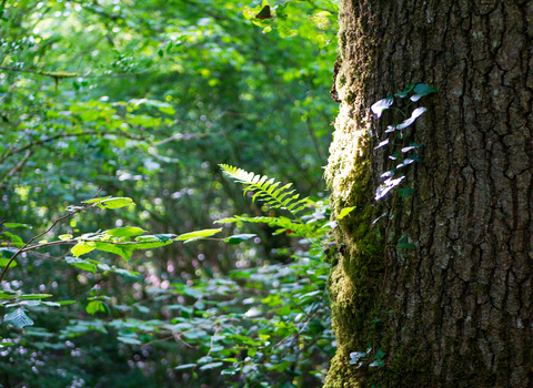 Woodland at Bracketts Coppice