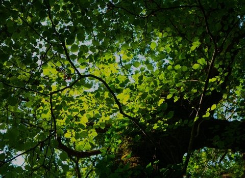 Trees at Bracketts Coppice