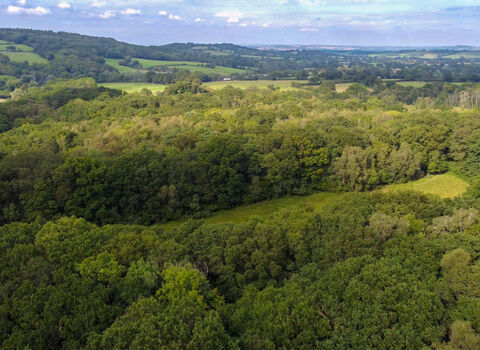 Green woodland landscape shot from above, with horizon in the distance and blue sky
