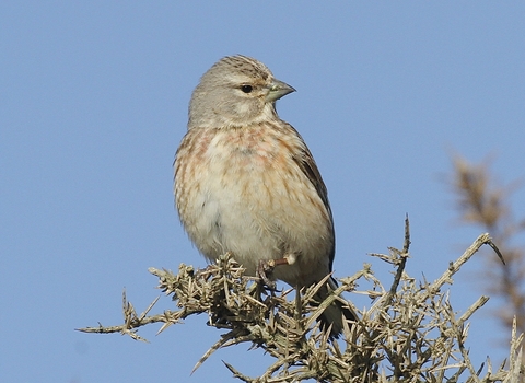 Linnet