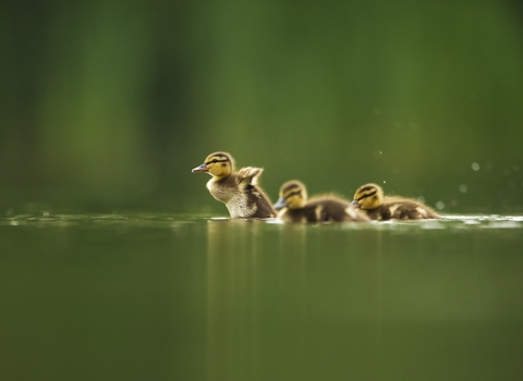 Three ducklings on the water