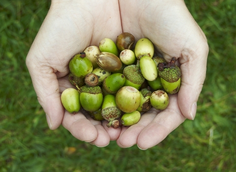 Pile of acorns in hands