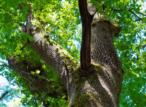 Large tree and leafy canopy photo taken from below