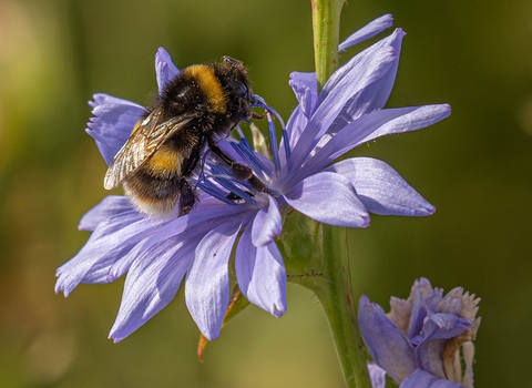 Bee feeding on chicory flower