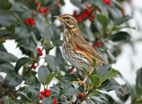 Redwing