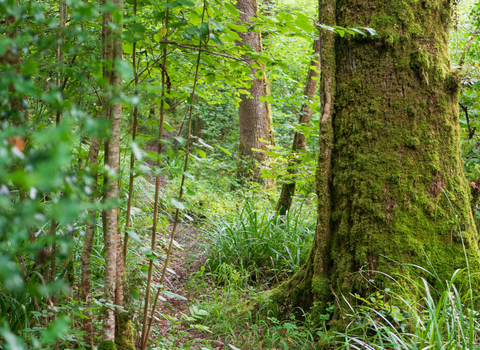 A woodland with green leaves and a tree trunk in the middle-distance